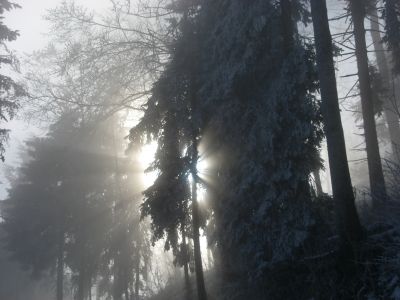 Siegerbild Dezember 2006
Aufgenommen am Hörnli, Zürcher Oberland, am 26.12.2006, ca. 12:55 Uhr
Fotograph: Pascal Wiesli

Herzliche Gratulation !
