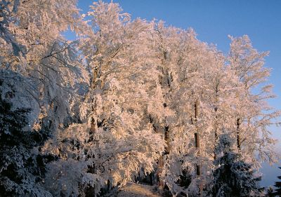 Raureif im Abendrot
Balmberg, 6. Januar 2001
Schlüsselwörter: Raureif, Abendrot, Balmberg, Jura