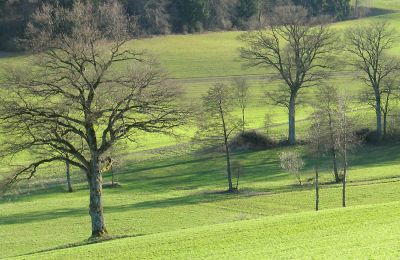 Ostergrün
Eichen in der Nähe von Herzwil (Gde. Köniz), Karfreitag 2006
