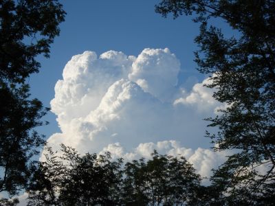 Gewitter zwischen Bäumen
